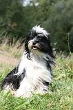 TERRIER DU TIBET 359